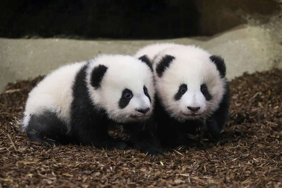 Baby Pandas