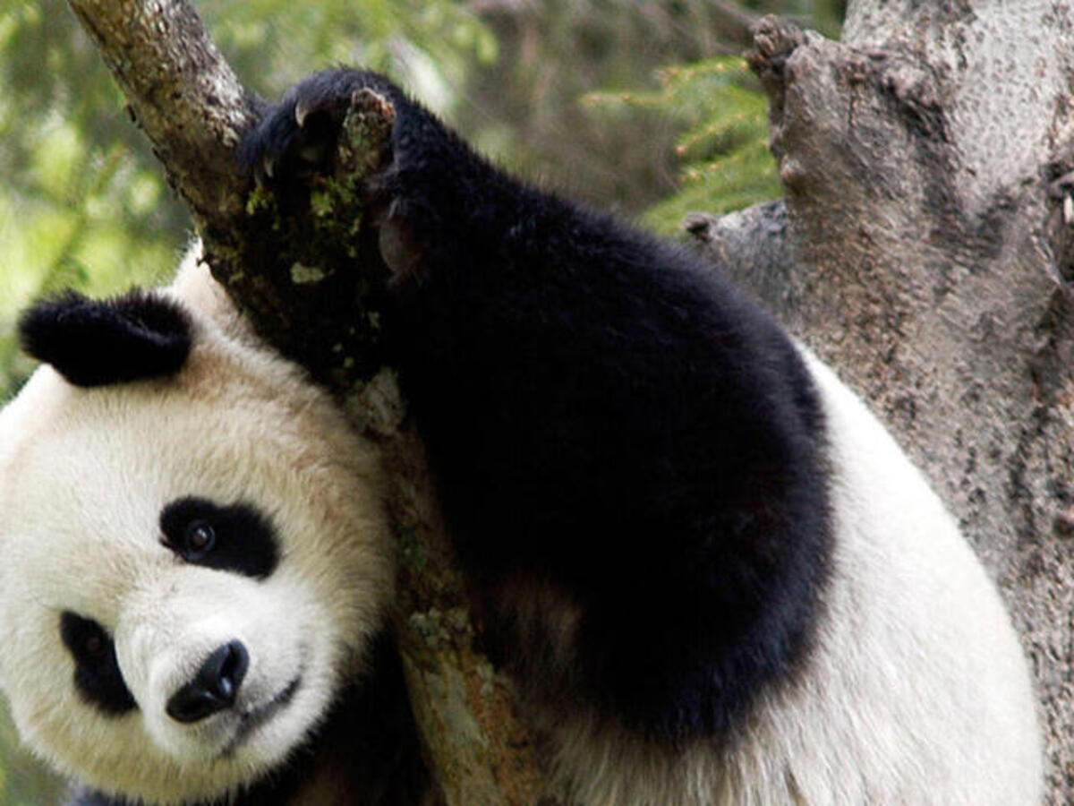 Panda with arm on branch
