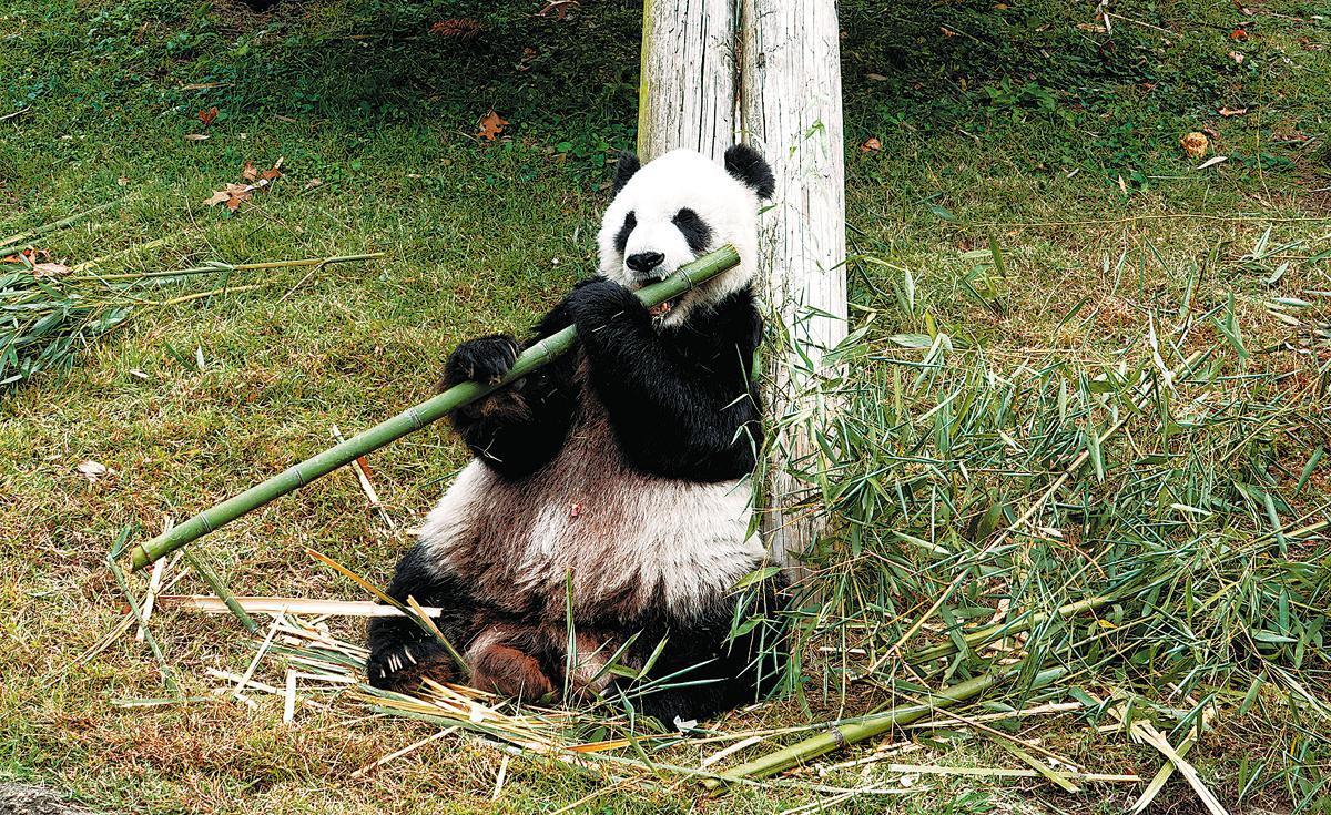 Panda eating bamboo